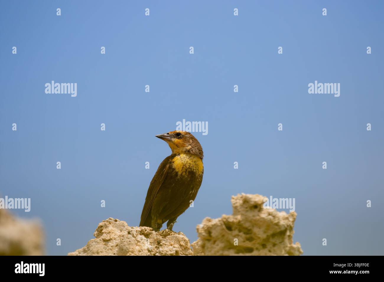 Femmina di blackbird dalla testa gialla.Xanthocephalus xanthocephalus . Seduto su una torre di tufo al Lago Mono in California; USA Foto Stock