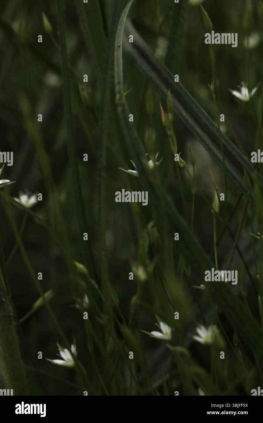 Spolverata di fiori selvatici bianchi in verde, delicati abbellimenti a pavimento della foresta, tappeto naturale di piccoli fiori bianchi Foto Stock
