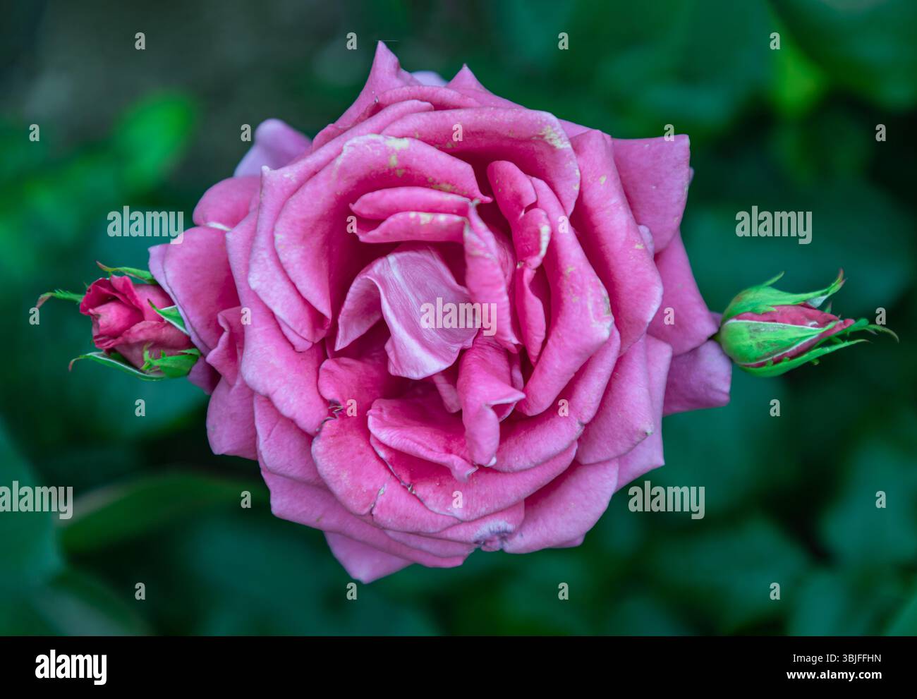 La bellissima rosa Flowers "All My Loving" su sfondo verde, è una rosa ibrida da da tè nota per le sue grandi, profonde sfumature di rosa cerise, le doppie fioriture e Foto Stock
