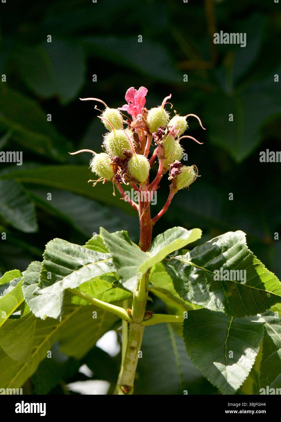 Esculus di castagno rosso x carnea fiore rosso e capsule di semi in fase di sviluppo durante la fase riproduttiva primaverile Foto Stock