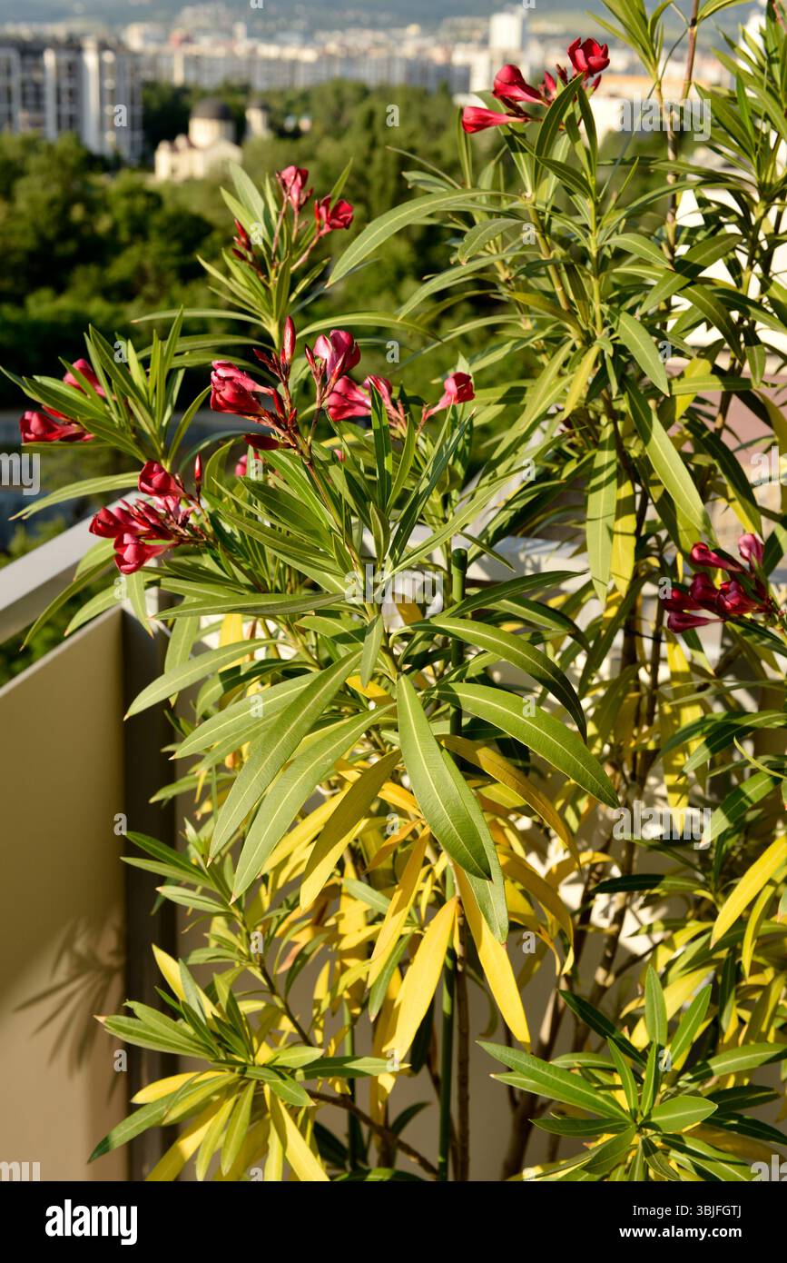 Pianta malata di oleandro Nerium con foglie gialle sul balcone dell'appartamento Foto Stock