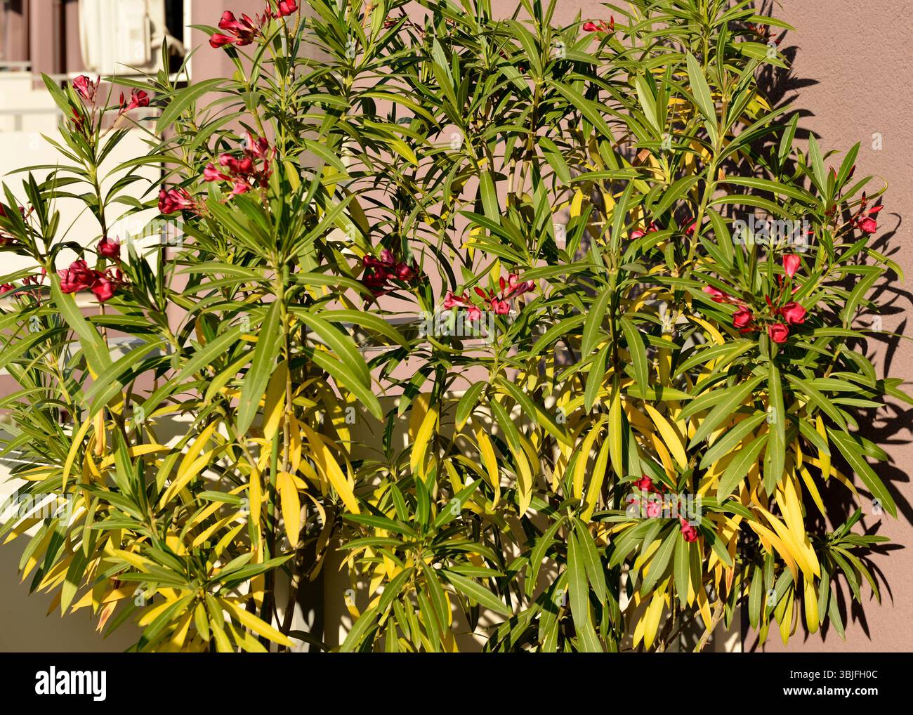 Fioritura di oleandro di Nerium con foglie gialle sul balcone dell'appartamento Foto Stock