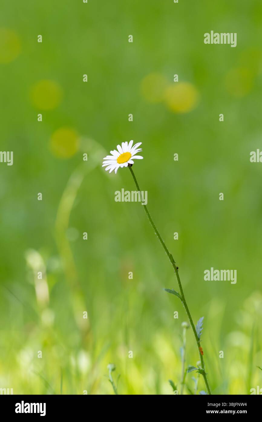 una bellissima margherita bue con rilassante sfondo verde Foto Stock