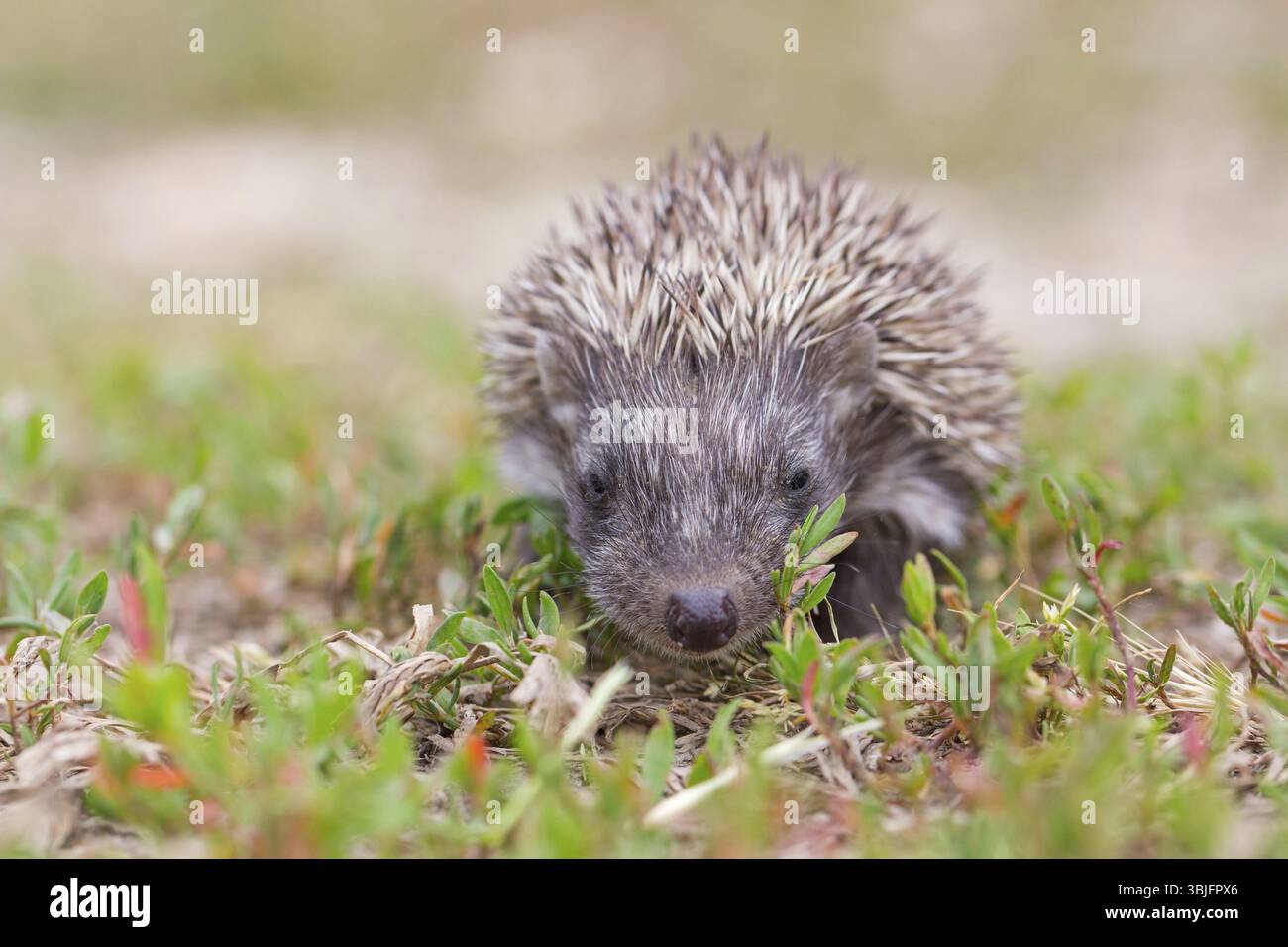 Riccio dal petto bruno, riccio occidentale, riccio famiglia (Erinaceus europaeus), riccio dell'Europa occidentale, animali, mammiferi, Bulgaria, Europa Foto Stock