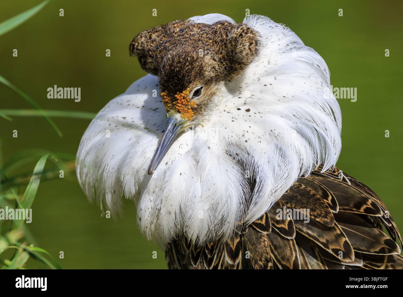 Studio dettagliato di un uccello con splendido piumaggio bianco del collo e testa marrone, Ruff (Calidris pugnax, Syn.: Philomachus pugnax), Francia, Europa Foto Stock Studio dettagliato di un uccello con splendido piumaggio bianco del collo e testa marrone, Ruff (Calidris pugnax, Syn.: Philomachus pugnax), Francia, Europa Foto Stock
