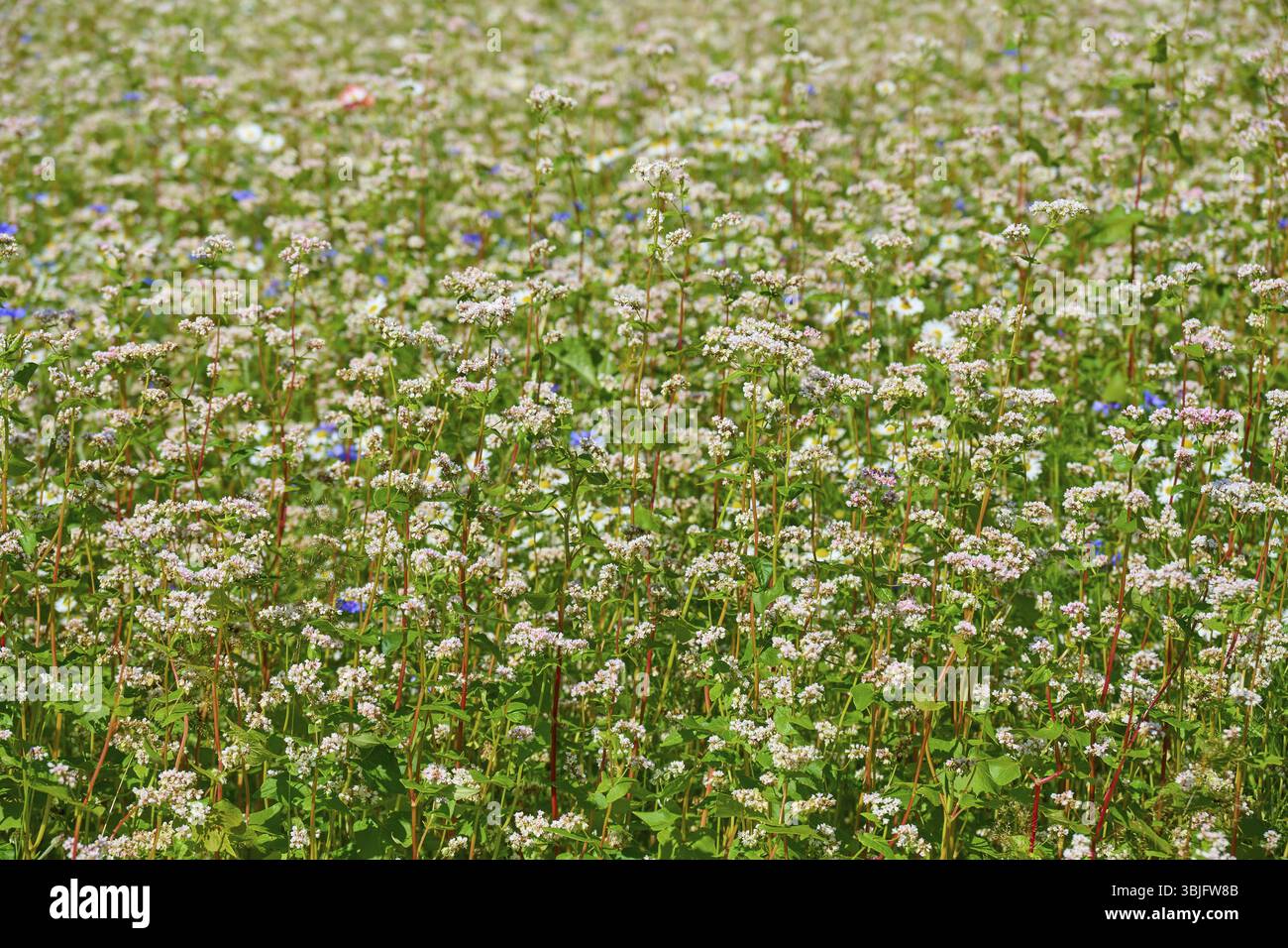 Grano saraceno (Fagopyrum esculentum), con numerosi fiori Muelben, Waldbrunn, Neckar-Odenwald-Kreis, Odenwald, Baden-Wuerttemberg, Germania, Europa Foto Stock