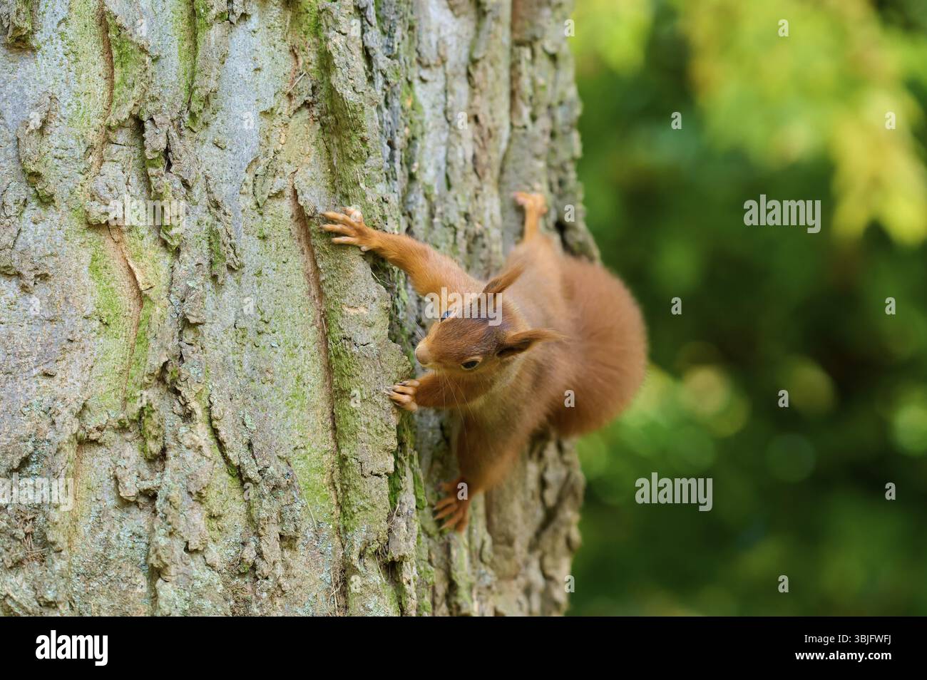 Scoiattolo eurasiatico (Sciurus vulgaris), che sale verticalmente su un tronco di albero circondato da uno sfondo verde, Germania, Europa Foto Stock