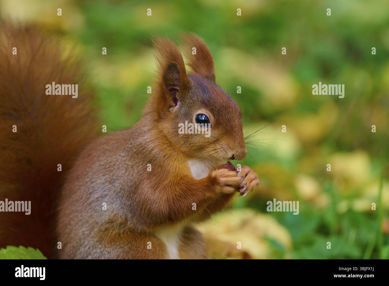 Scoiattolo eurasiatico (Sciurus vulgaris), che tiene una noce in un ambiente autunnale con sfondo verde, Germania, Europa Foto Stock