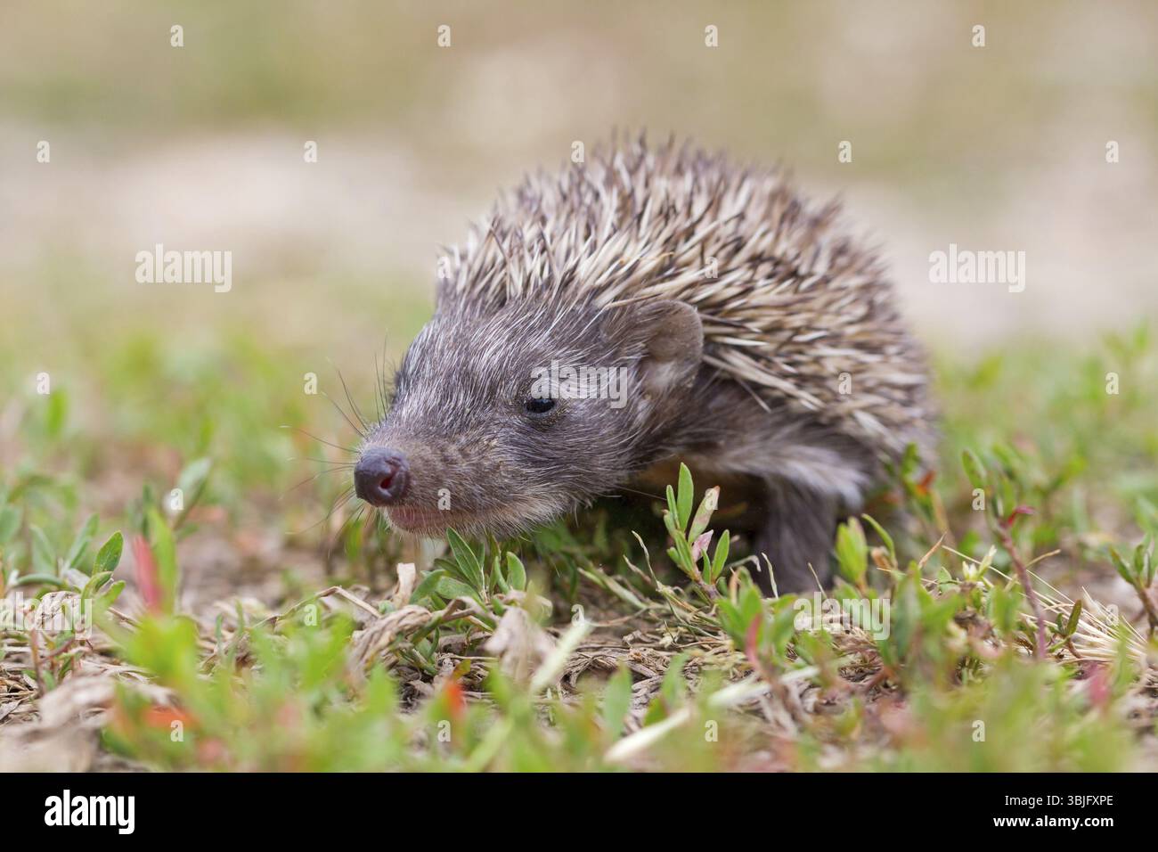 Riccio dal petto bruno, riccio occidentale, riccio famiglia (Erinaceus europaeus), riccio dell'Europa occidentale, animali, mammiferi, Bulgaria, Europa Foto Stock