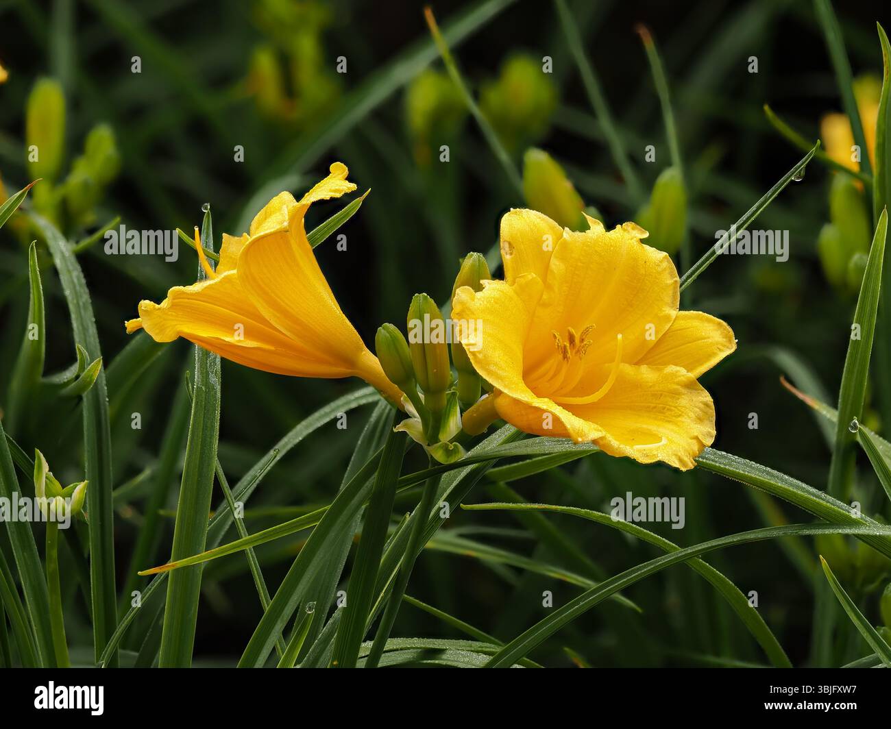 Giglio, fiore giallo in ambiente naturale, in piena fioritura con gocce di rugiada su petali e foglie, messa a fuoco selettiva, elegante fiore decorativo su gra verde Foto Stock