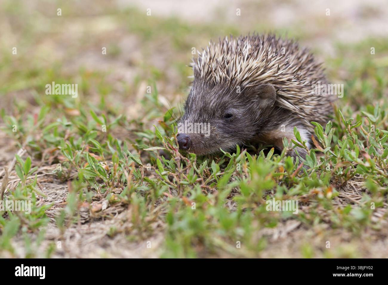 Riccio dal petto bruno, riccio occidentale, riccio famiglia (Erinaceus europaeus), riccio dell'Europa occidentale, animali, mammiferi, Bulgaria, Europa Foto Stock