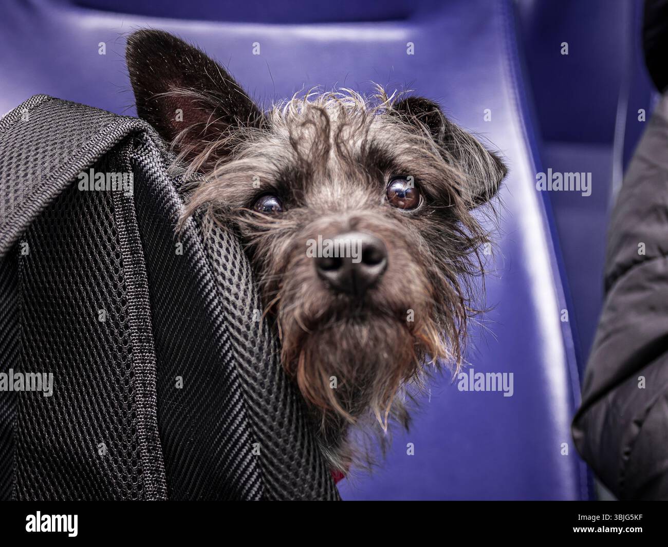 un simpatico cane di razza mista dietro uno zaino guarda la macchina fotografica Foto Stock