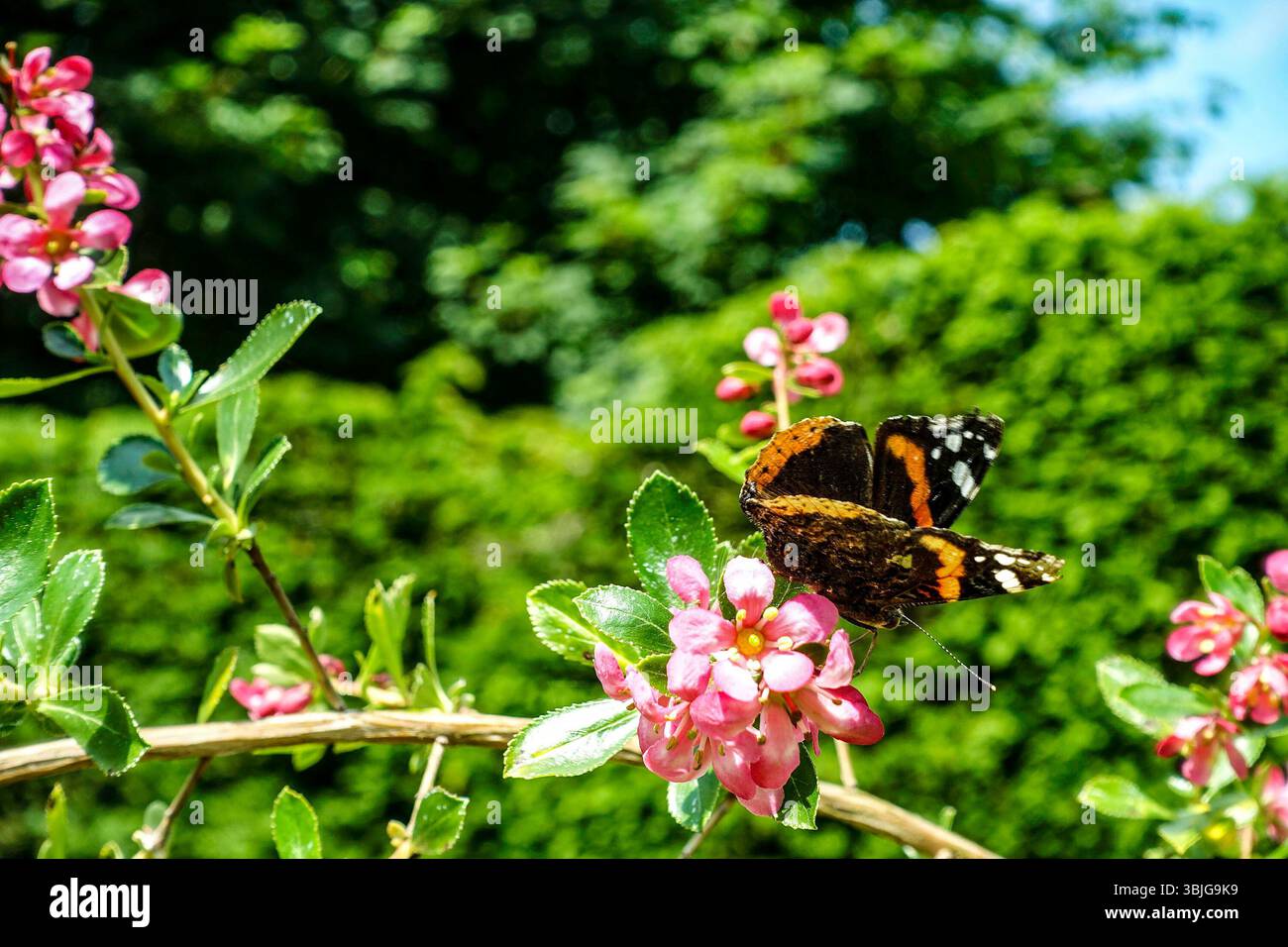 Una farfalla Red Admiral arroccata su vibranti fiori rosa in un giardino illuminato dal sole, con una siepe verde sfocata e alberi sullo sfondo Foto Stock