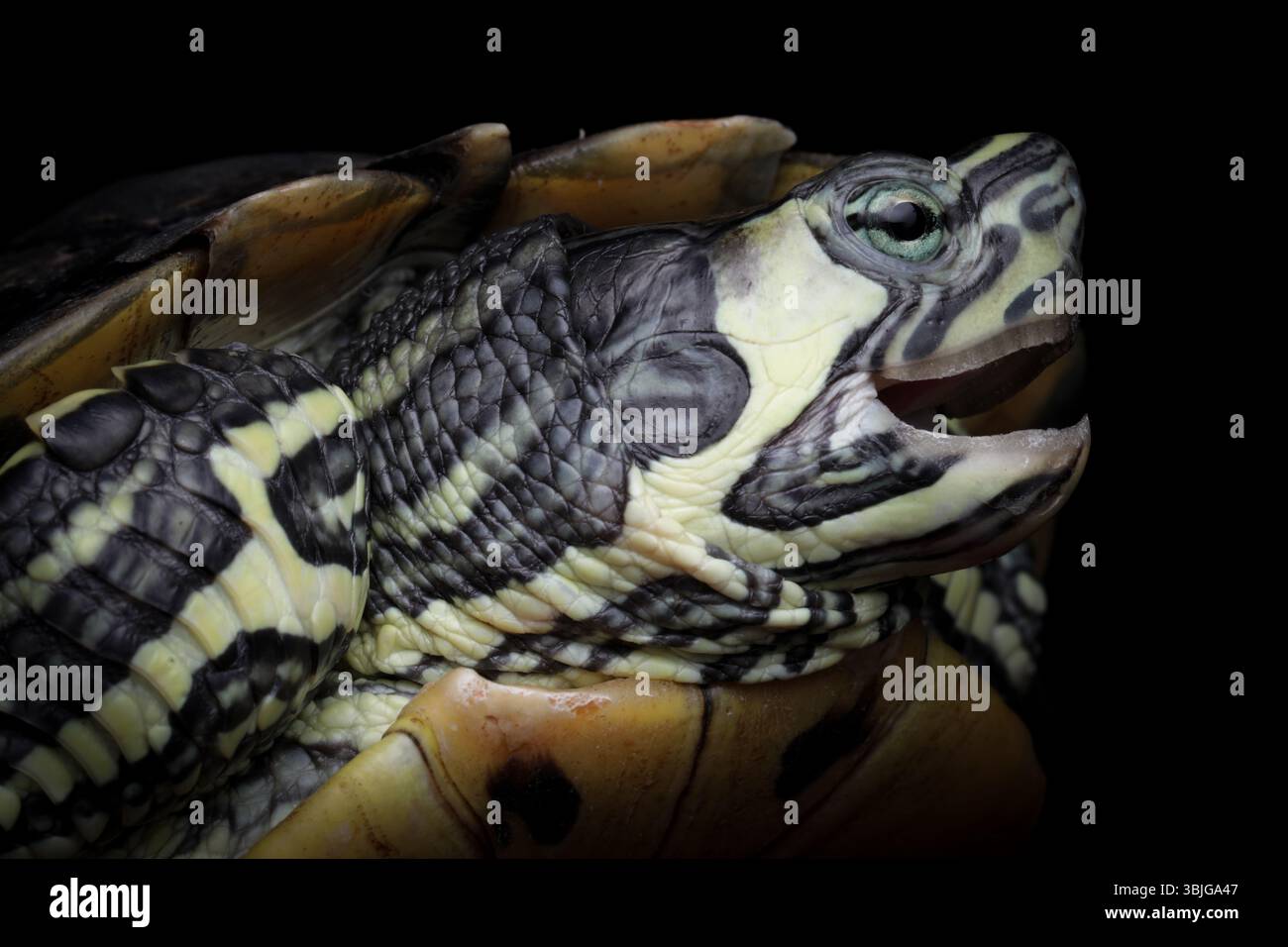 Primo piano di una tartaruga con cursore dalle orecchie rosse (Trachemys scripta elegans) Foto Stock