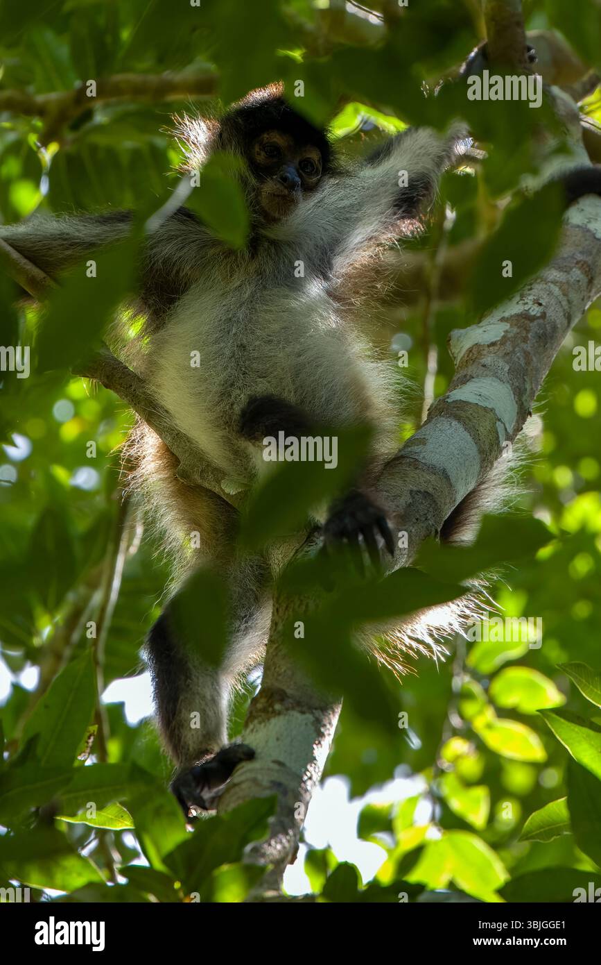 La scimmia ragno di Geoffroy con distintivi segni facciali bianchi tra le foglie verdi della giungla al sito archeologico di Calakmul, il Penin dello Yucatan in Messico Foto Stock