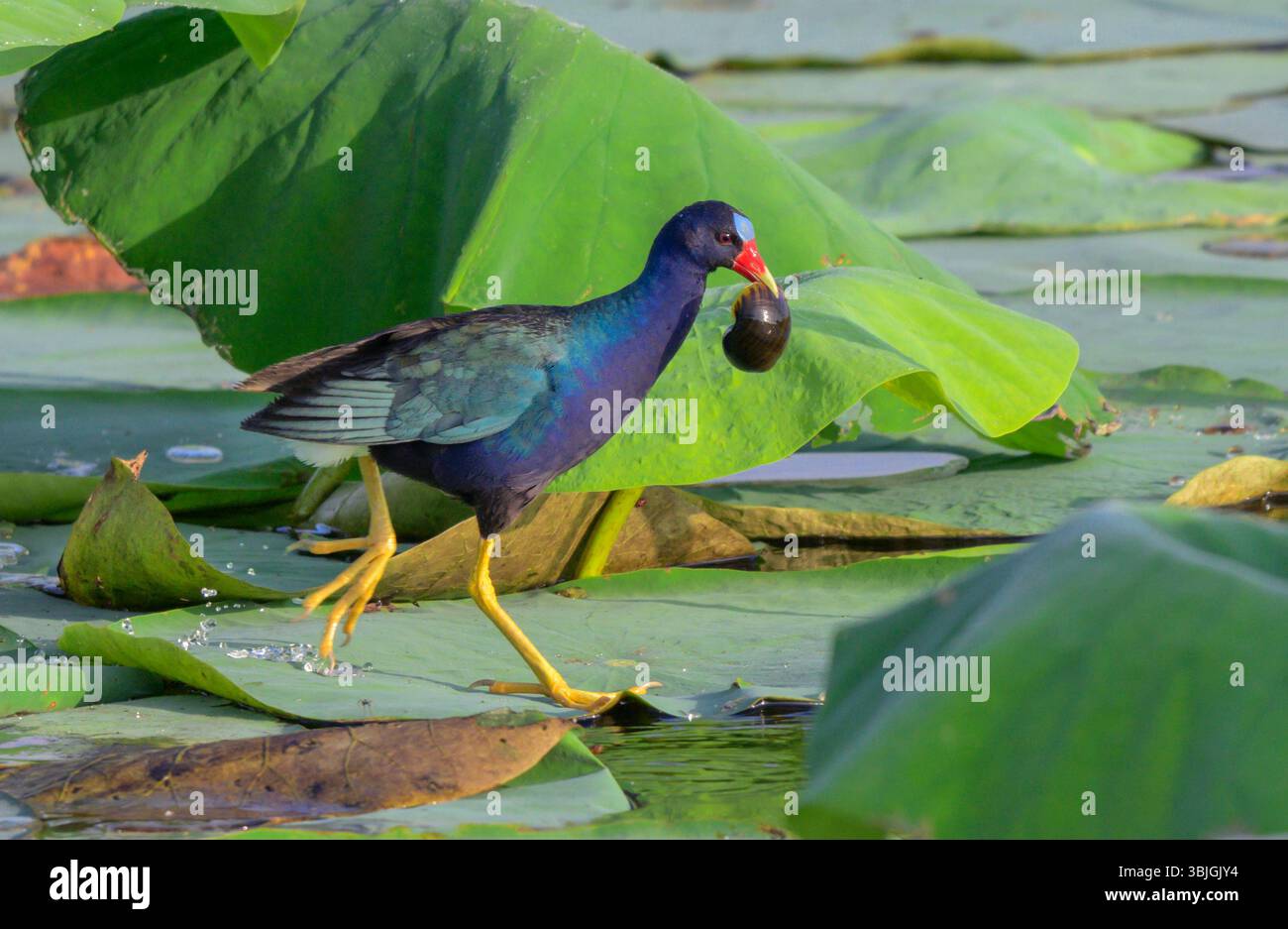 Gallinule viola (Porphyrio martinica) che corre con una lumaca di mela (Pomacea maculata) nel becco, contea di Fort Bend, zona di Houston, Texas, Stati Uniti Foto Stock