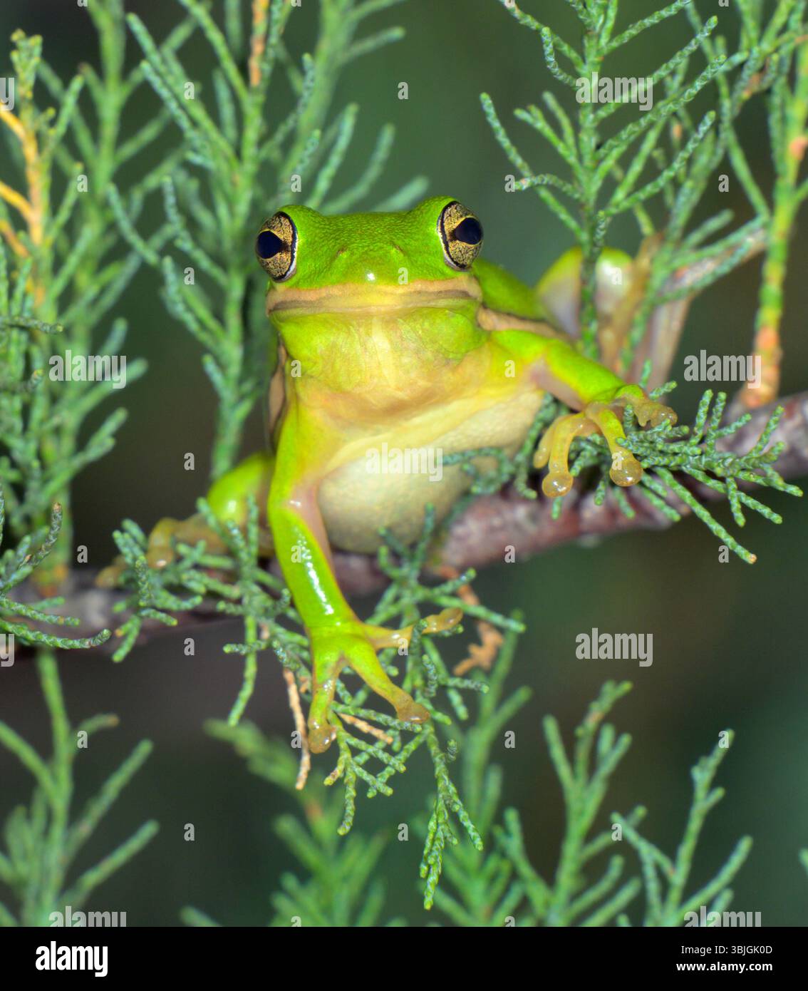Rana americana (Dryophytes [Hyla] cinereus) in un albero di notte, Galveston, Texas, USA Foto Stock