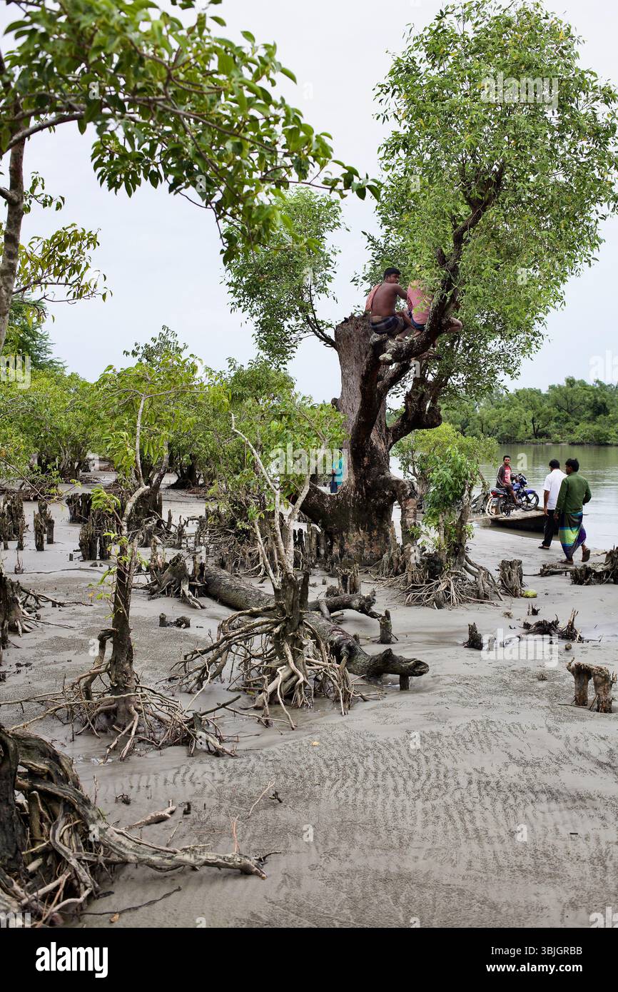 Gli uomini si arrampicano su un albero in un'area degradata di mangrovie a Kuakata, Bangladesh, dove le radici esposte rivelano un'erosione costiera ed ecologica in corso. Foto Stock
