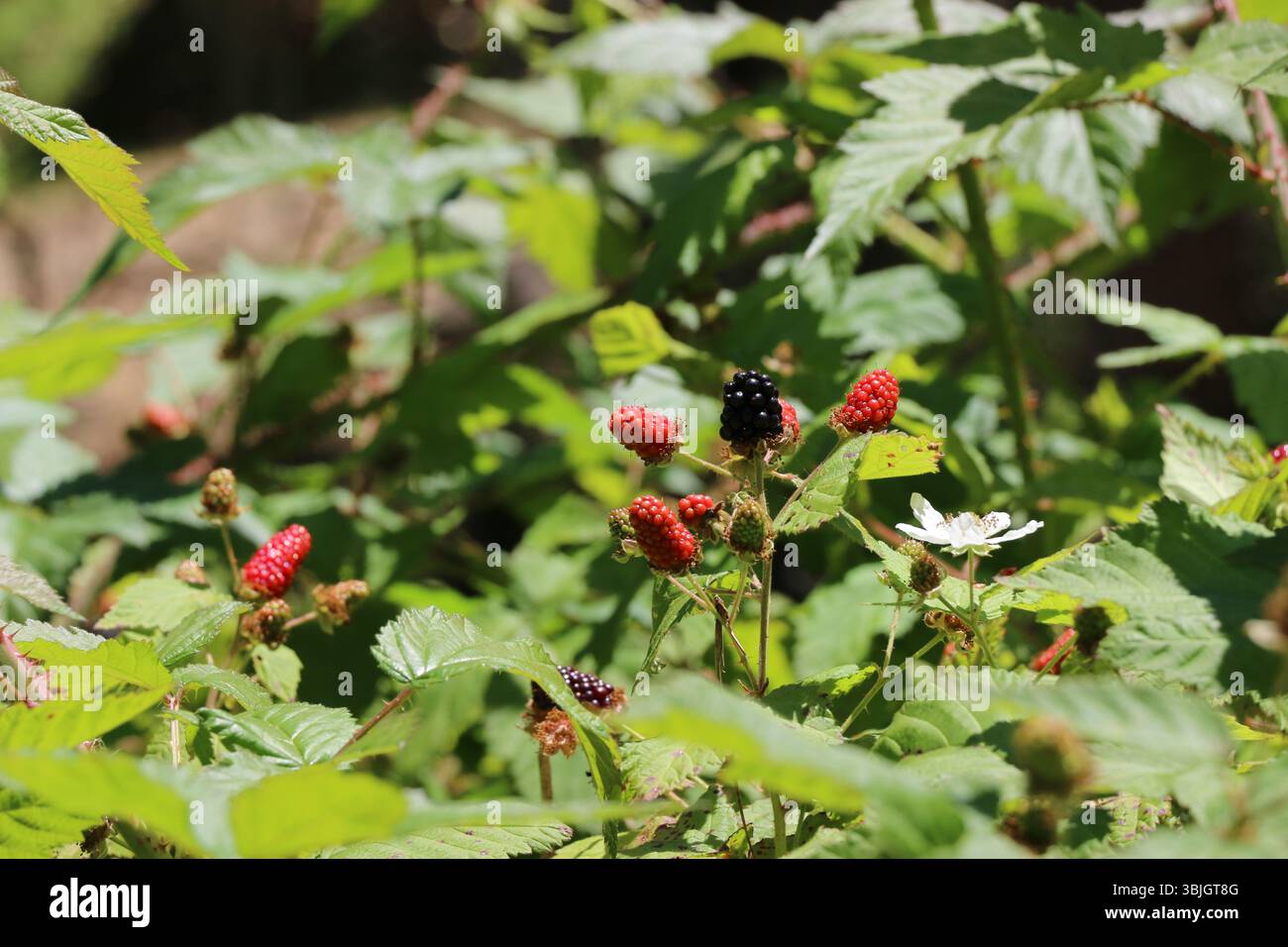 Maturazione di frutti di mora su un cespuglio che cresce selvaggio nel bosco, Monterey, CA. Foto Stock