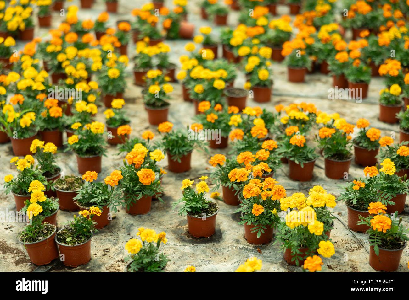 Semi Di Tagetes Patula – 250 Pezzi Di Fiori Ornamentali Resistenti, Ideali Per Aiuole, Balconi E Giardini Primaverili