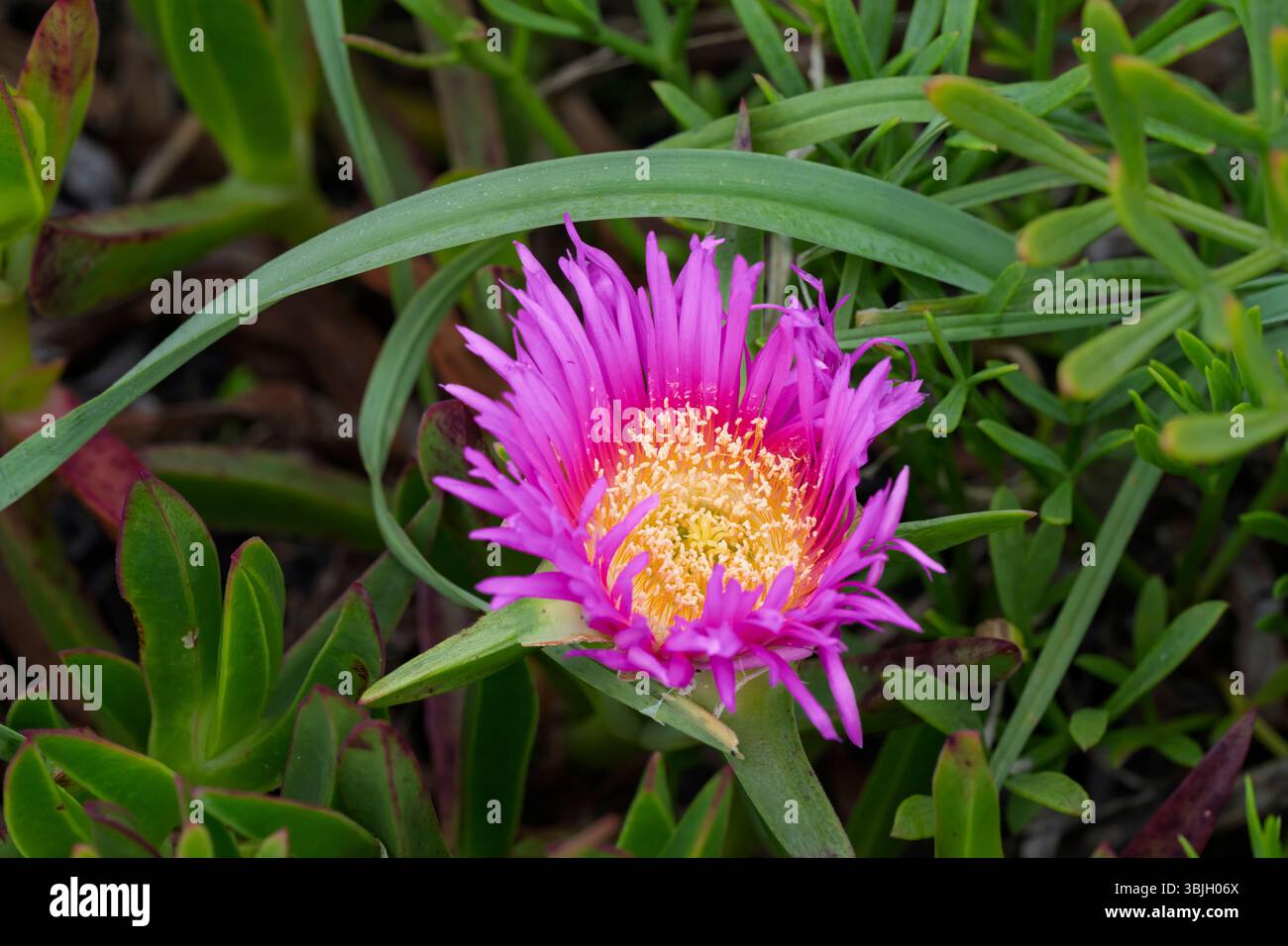 Il fico rosa del mare che fiorisce sulle scogliere vicino a Cascais, Portogallo, Europa. Foto Stock