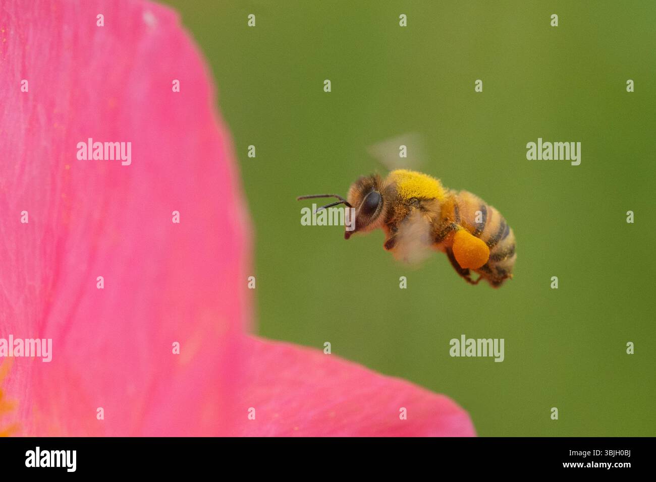 L'ape di miele (Apis mellifera) sorvola il fiore di papavero rosa. Foto Stock