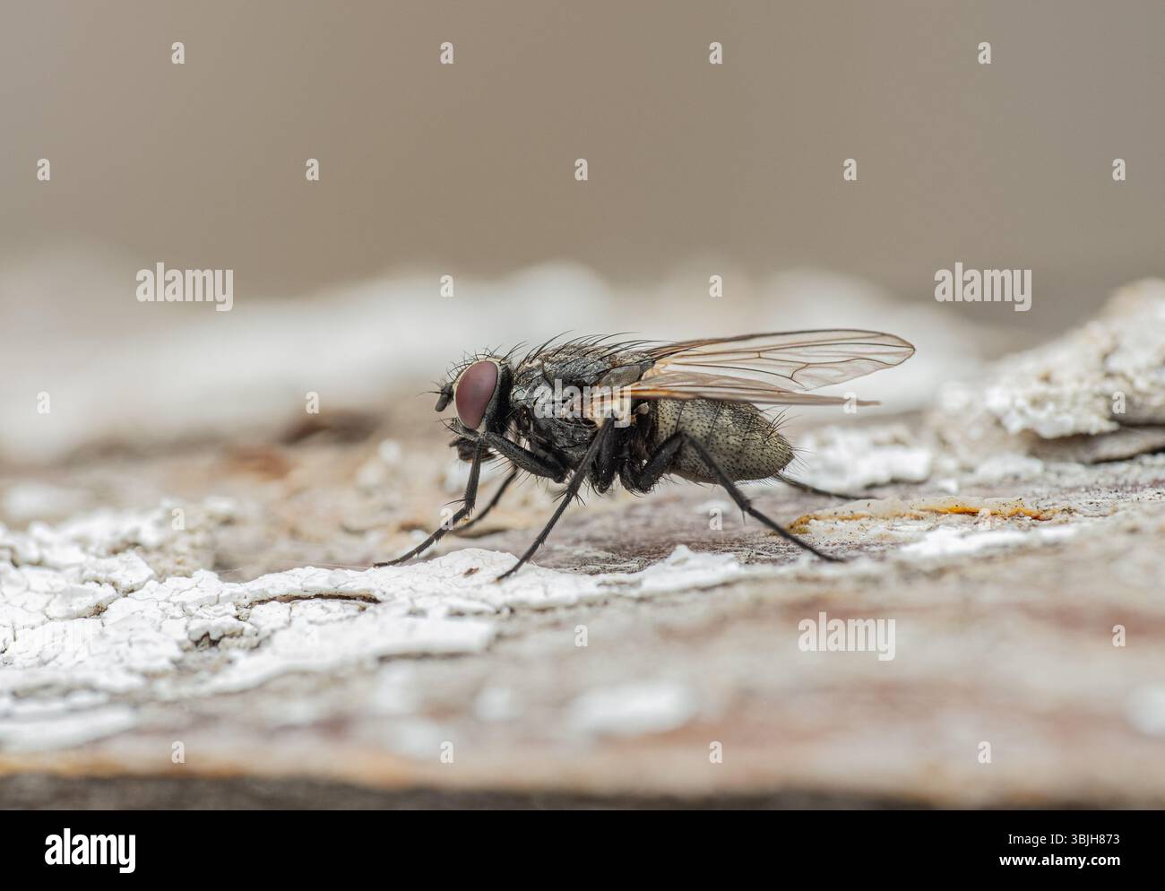 Un colpo macro di una mosca che riposa sulla corteccia degli alberi. Gli occhi rossi composti, le ali trasparenti, i peli del corpo e la trama dettagliata della corteccia sono chiaramente visibili Foto Stock