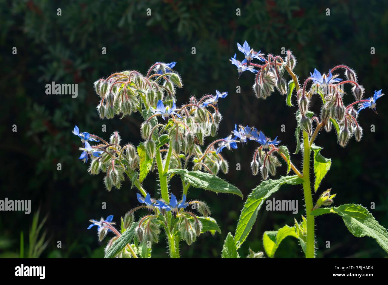 Il fiore selvatico boreale comune che fiorisce vicino al castello di Paderne, Albufeira, Algarve, Portogallo, Europa. Foto Stock