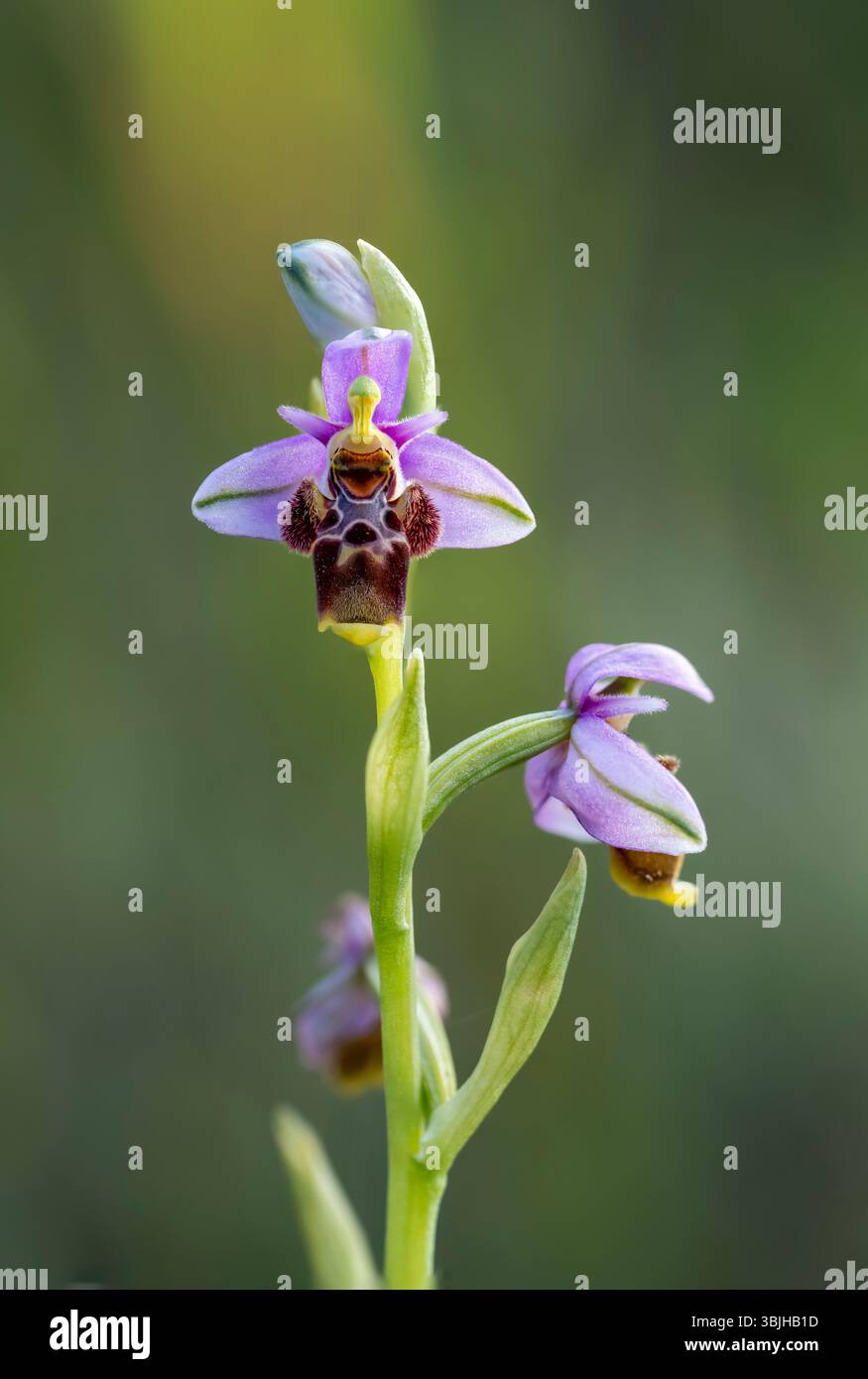 L'orchidea viola che fiorisce vicino a Lagoa, Algarve, Portogallo, Europa. Foto Stock