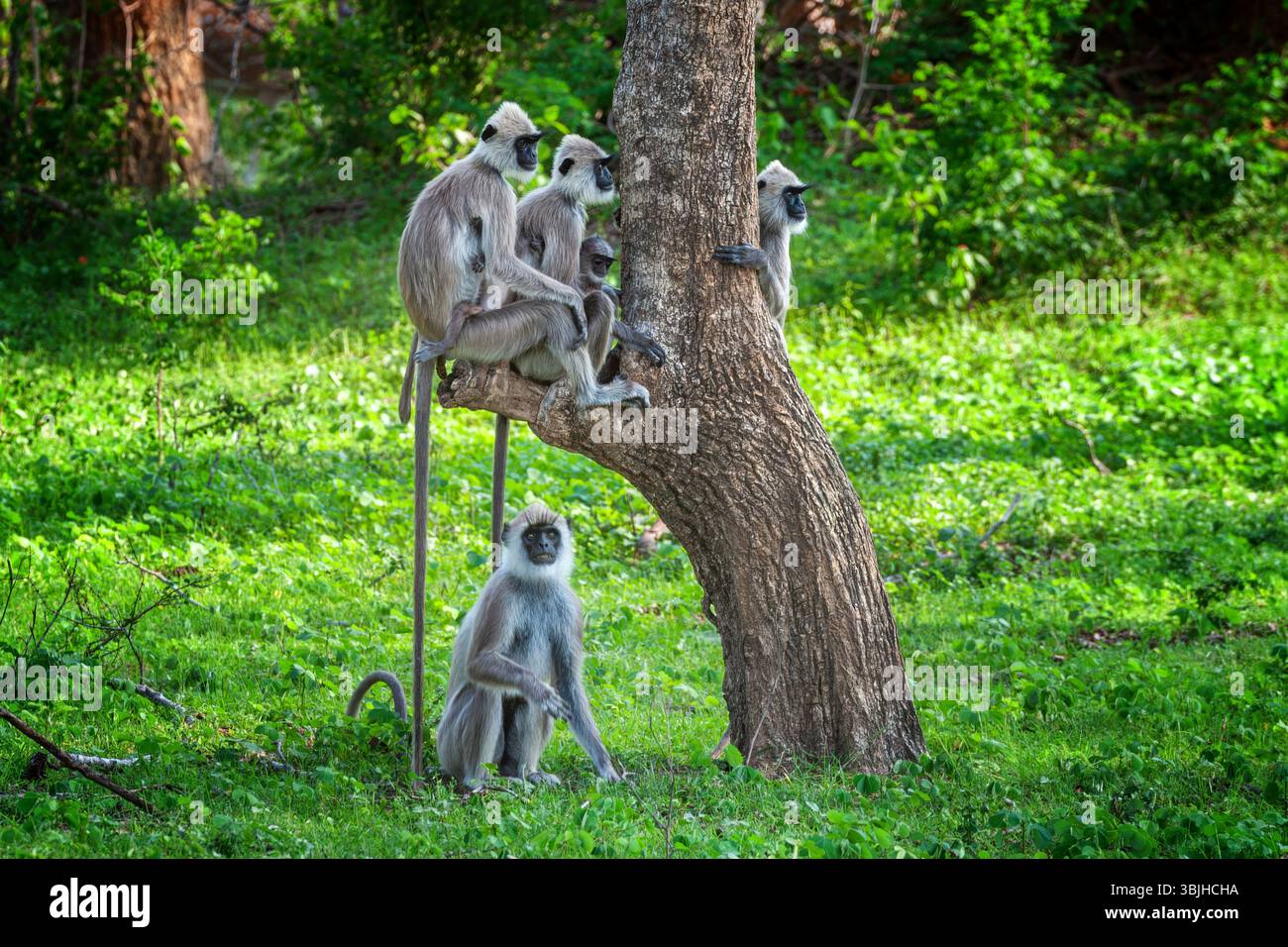 Un gruppo di cinque scimmie di langur è raccolto vicino a un albero robusto in un vivace paesaggio verde. Quattro scimmie sono appollaiate sul tronco dell'albero, mentre una si siede Foto Stock