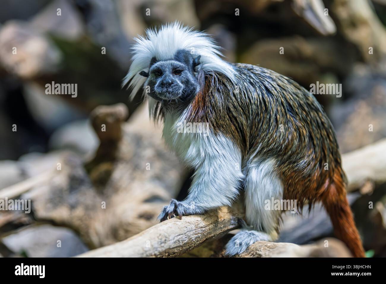 il tamarin in cotone interagisce giocosamente con l'ambiente circostante, mostrando agilità e curiosità mentre esplori i rami intricati del suo habitat Foto Stock