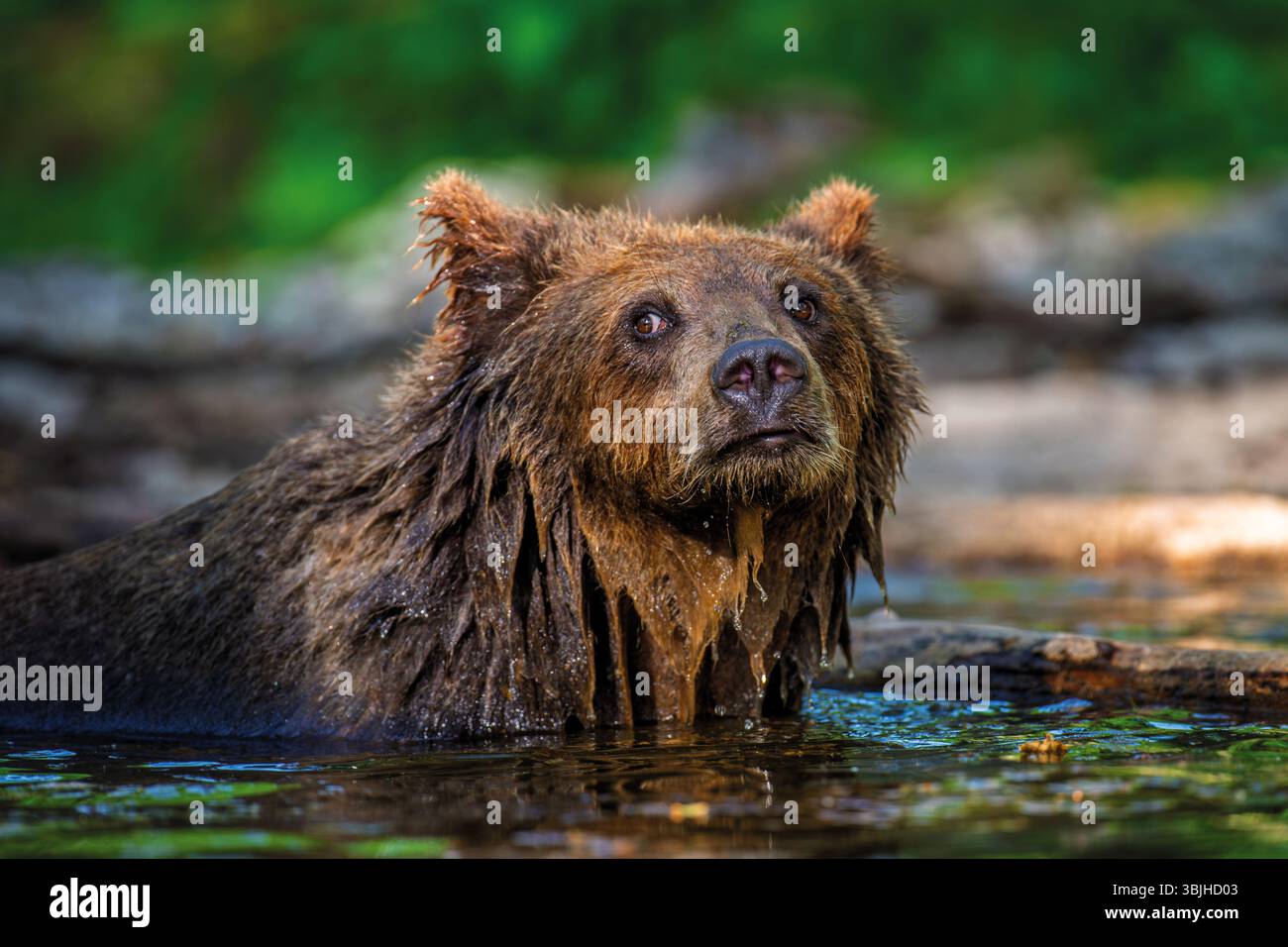 Orso bruno selvatico (Ursus arctos) nel fiume della foresta. Animale in habitat naturale. La scena della fauna selvatica Foto Stock