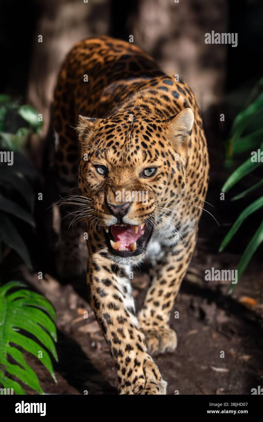 Il leopardo si muove furtivamente tra il fogliame vibrante, la sua struttura potente e i punti distintivi visibili mentre si prepara per una caccia alla luce del sole. Foto Stock