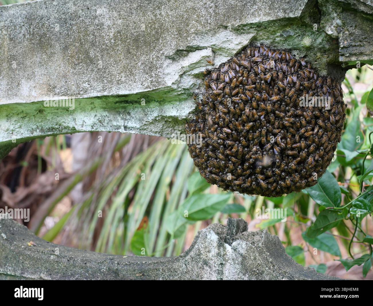 Sciame di api si aggrappano a una parete di cemento, modello giallo e nero di api mellifere orientali, asiatiche o asiatiche Foto Stock