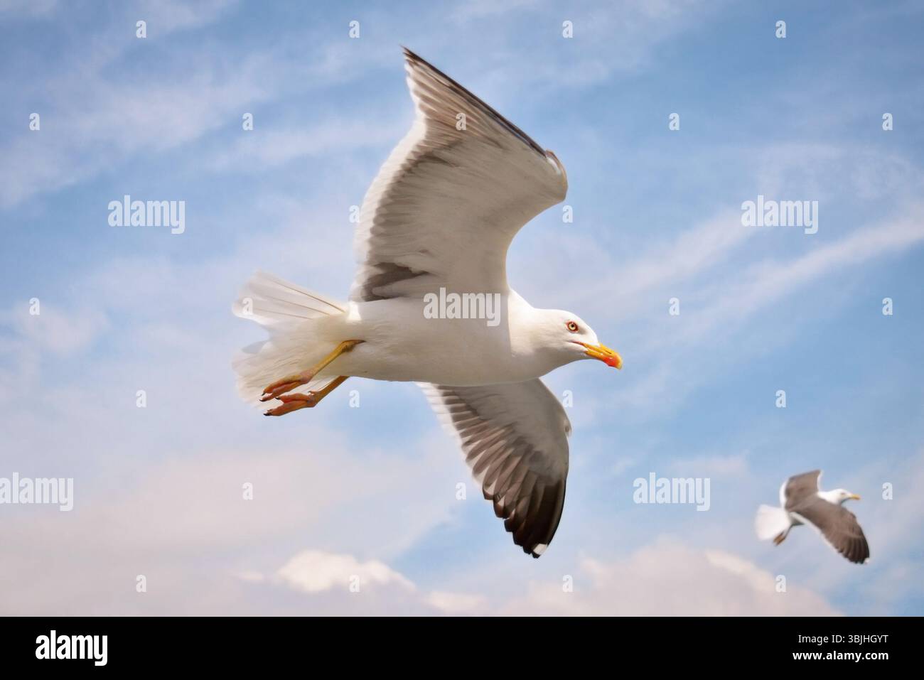 Volo europeo "Larus Argentatus" aringa gabbiano marino in cielo con nuvole Foto Stock