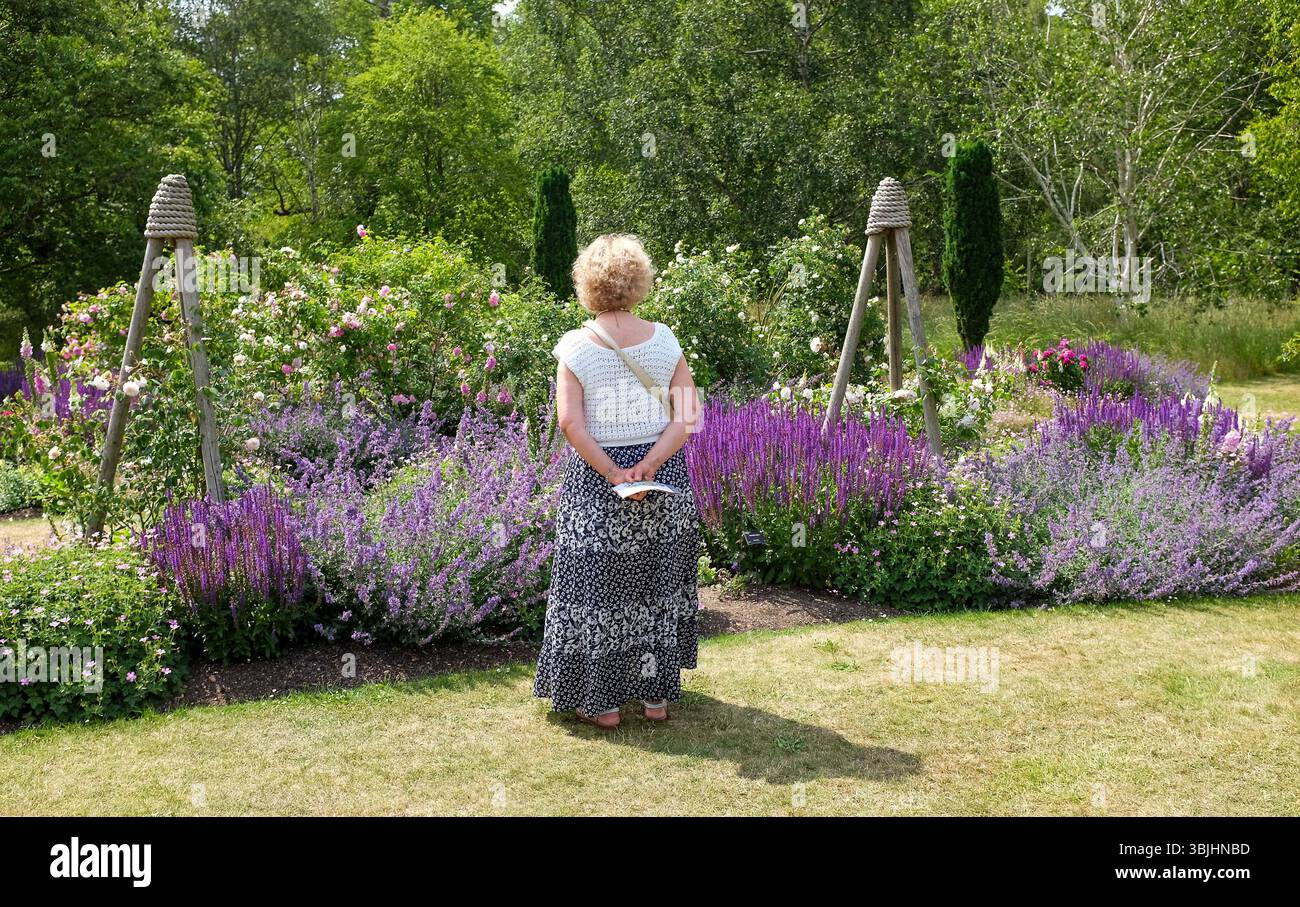 Cambridge Regno Unito giugno 2025 - visitatore femminile che ama passeggiare tra le piante di lavanda al Cambridge University Botanic Garden Foto Stock
