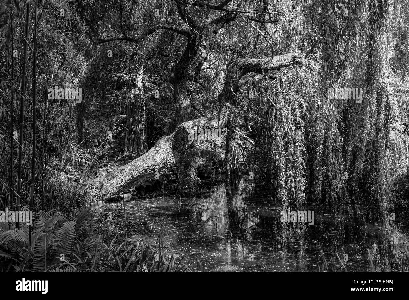 Cambridge Regno Unito giugno 2025 - Giardino Botanico dell'Università di Cambridge con salici che sovrastano piscine d'acqua Foto Stock