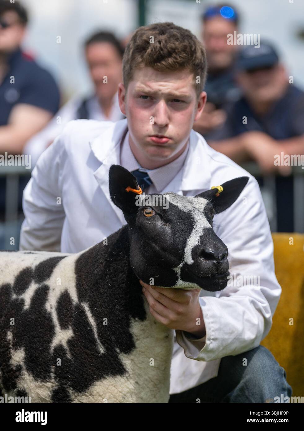 Mostra le pecore maculate olandesi al Royal Three Counties Show di Malvern. 2025, REGNO UNITO Foto Stock