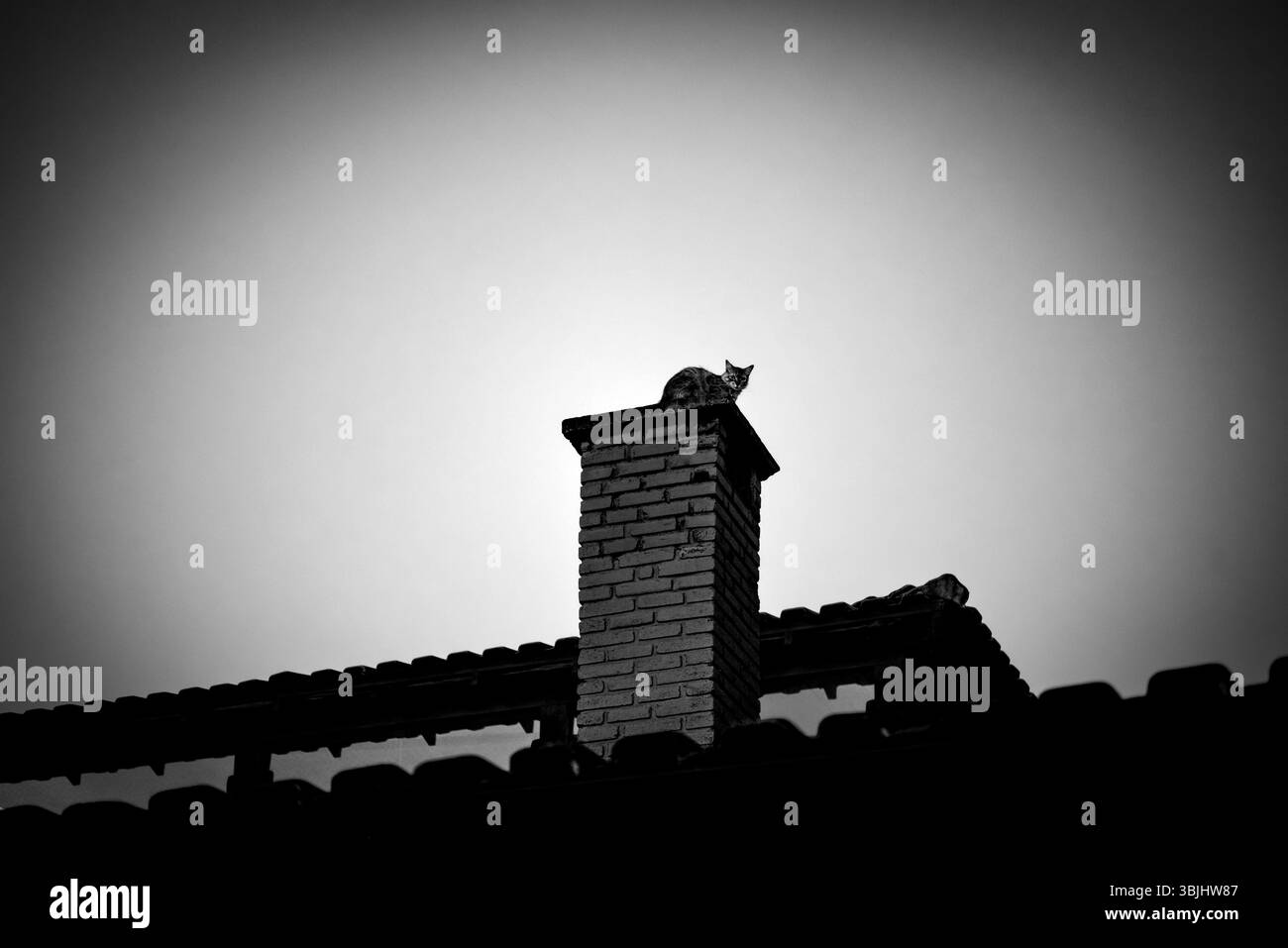 Gatto su una silhouette Chimney in bianco e nero Foto Stock