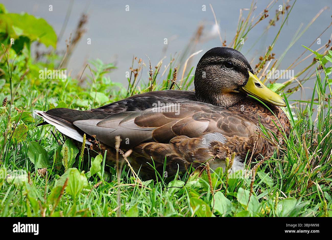 Anatra Mallard sull'erba Foto Stock