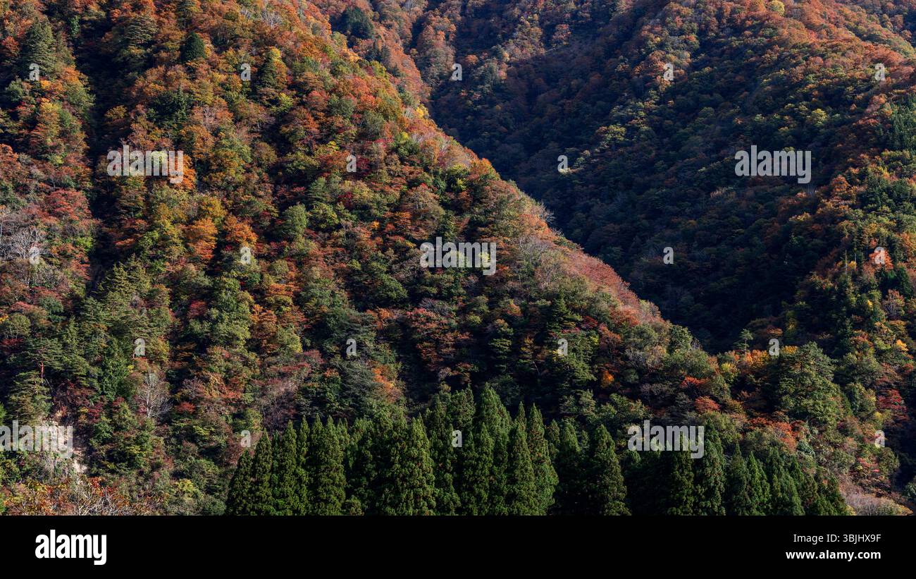 Un luminoso baldacchino multicolore nelle montagne giapponesi durante l'autunno, che mostra un gradiente naturale di fogliame tra creste, pendii e valli ombreggiate Foto Stock