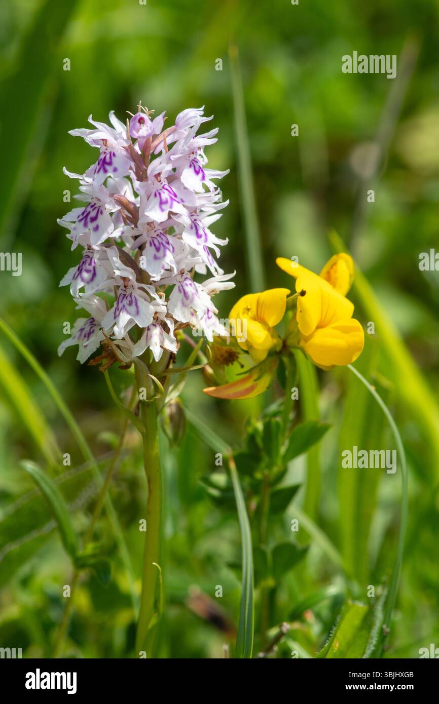 Fiori selvatici nell'habitat calcareo delle praterie, un'orchidea maculata comune e un'orchidea di piede di uccello in fiore durante giugno, Hampshire, Inghilterra, Regno Unito Foto Stock