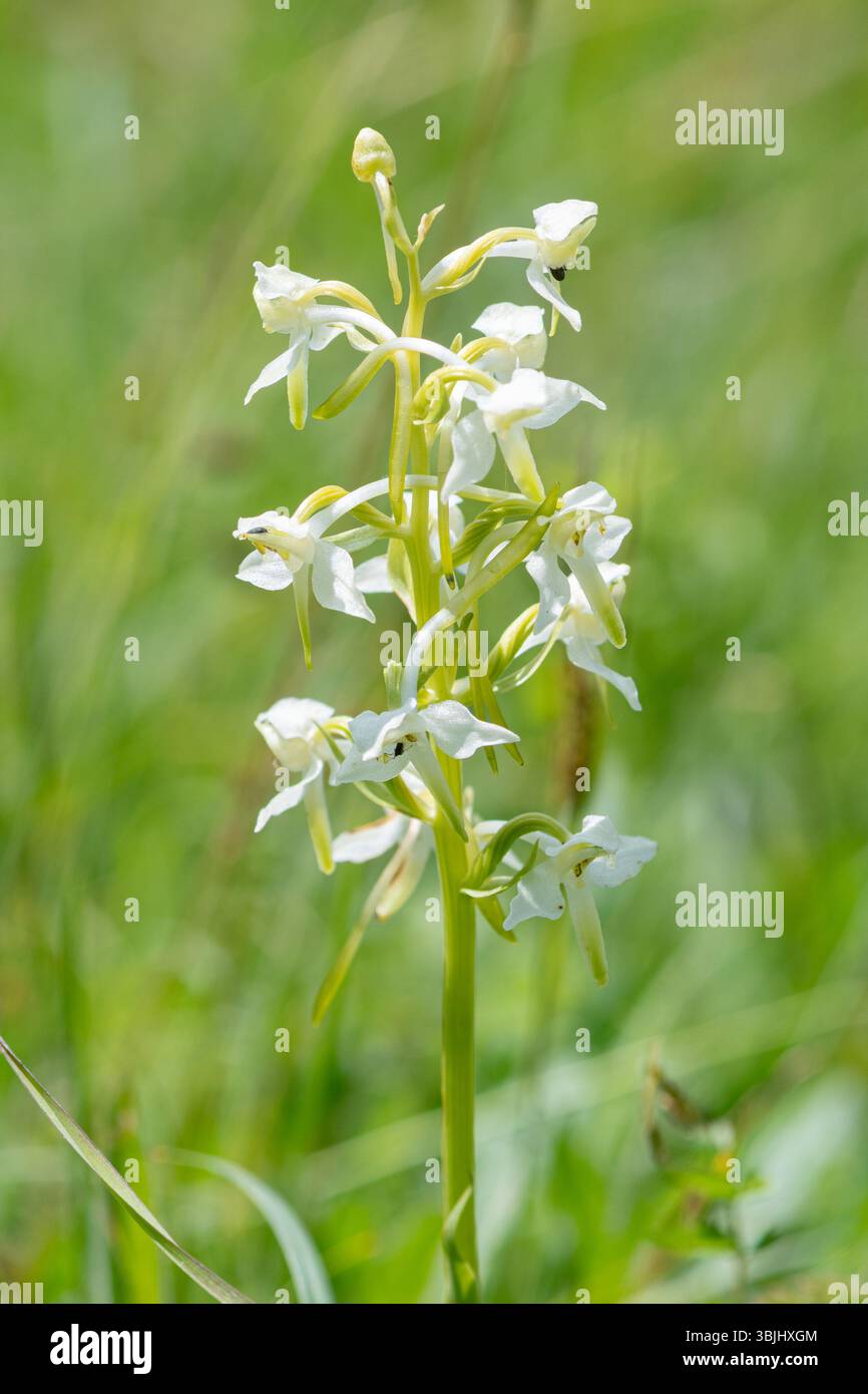Maggiore orchidea farfalla (Platanthera chlorantha) che cresce in habitat erboso di gesso nell'Hampshire, Inghilterra, Regno Unito, durante giugno Foto Stock