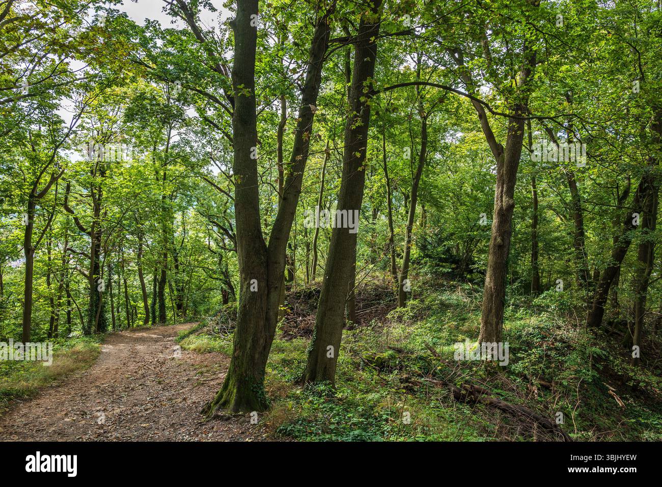 Scenario della Foresta Nera nello stato del Baden-Wurttemberg, Friburgo in Brisgovia, Germania sud-occidentale. Foto Stock