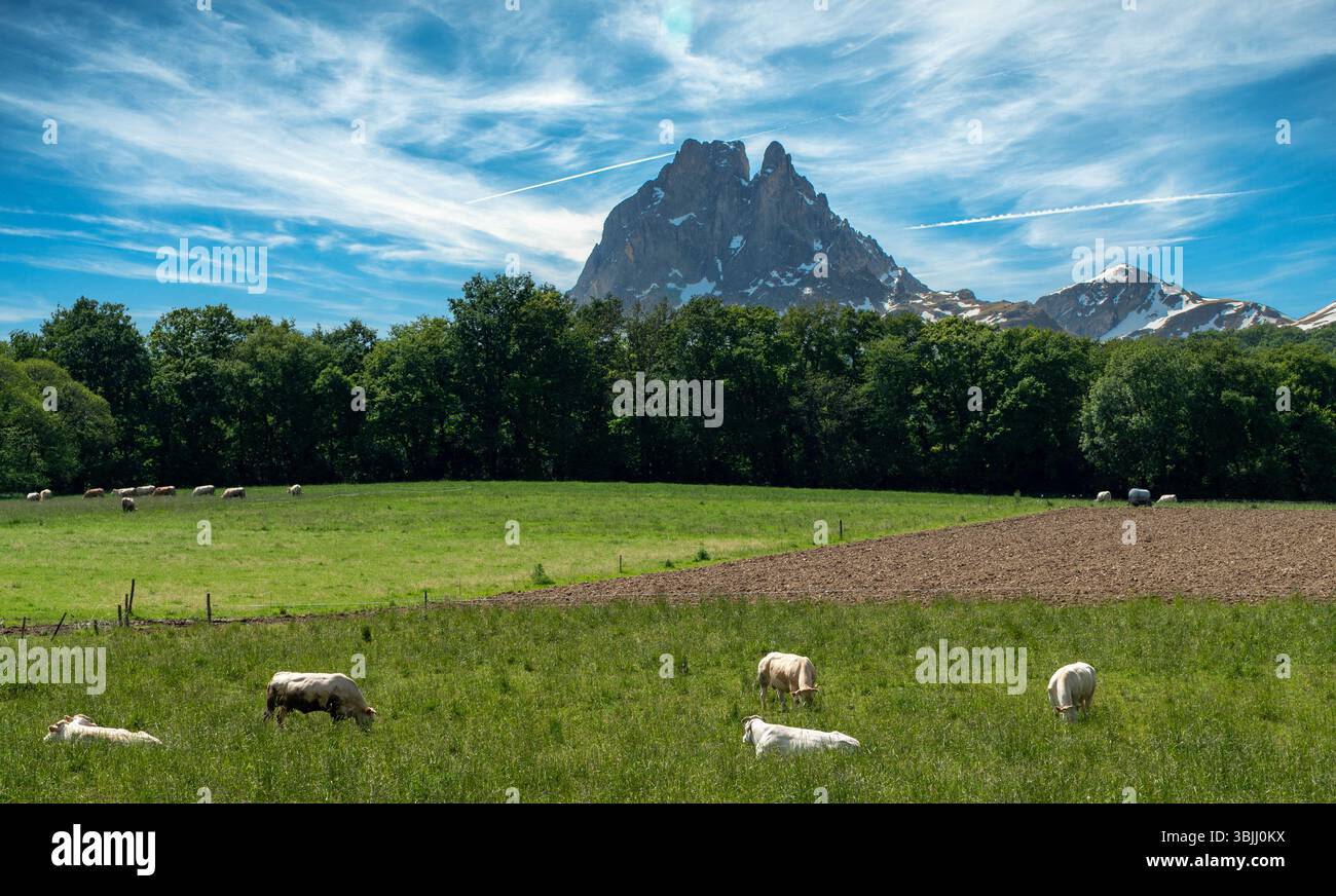 Una mandria di mucche pascolano in un lussureggiante campo verde. Il cielo è limpido e blu, con un monte PIC du Midi d'Ossau sullo sfondo. La scena è la pace Foto Stock