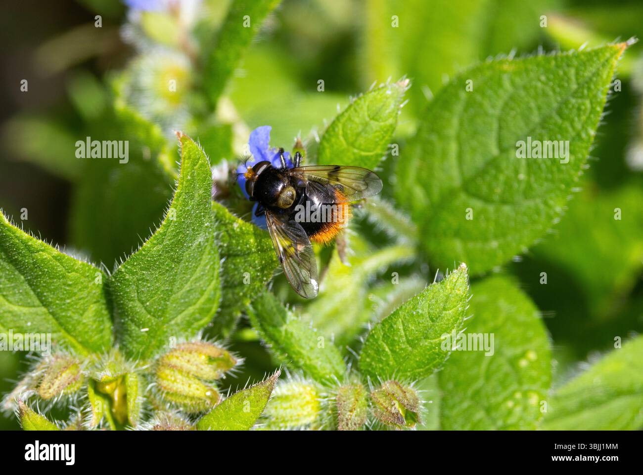 Il Bumblebee Plumehorn è l'unico hoverfly a imitare un bumble-bee. L'antenna piuma è particolare e i giovani si ritrovano nei nidi di vespa Foto Stock