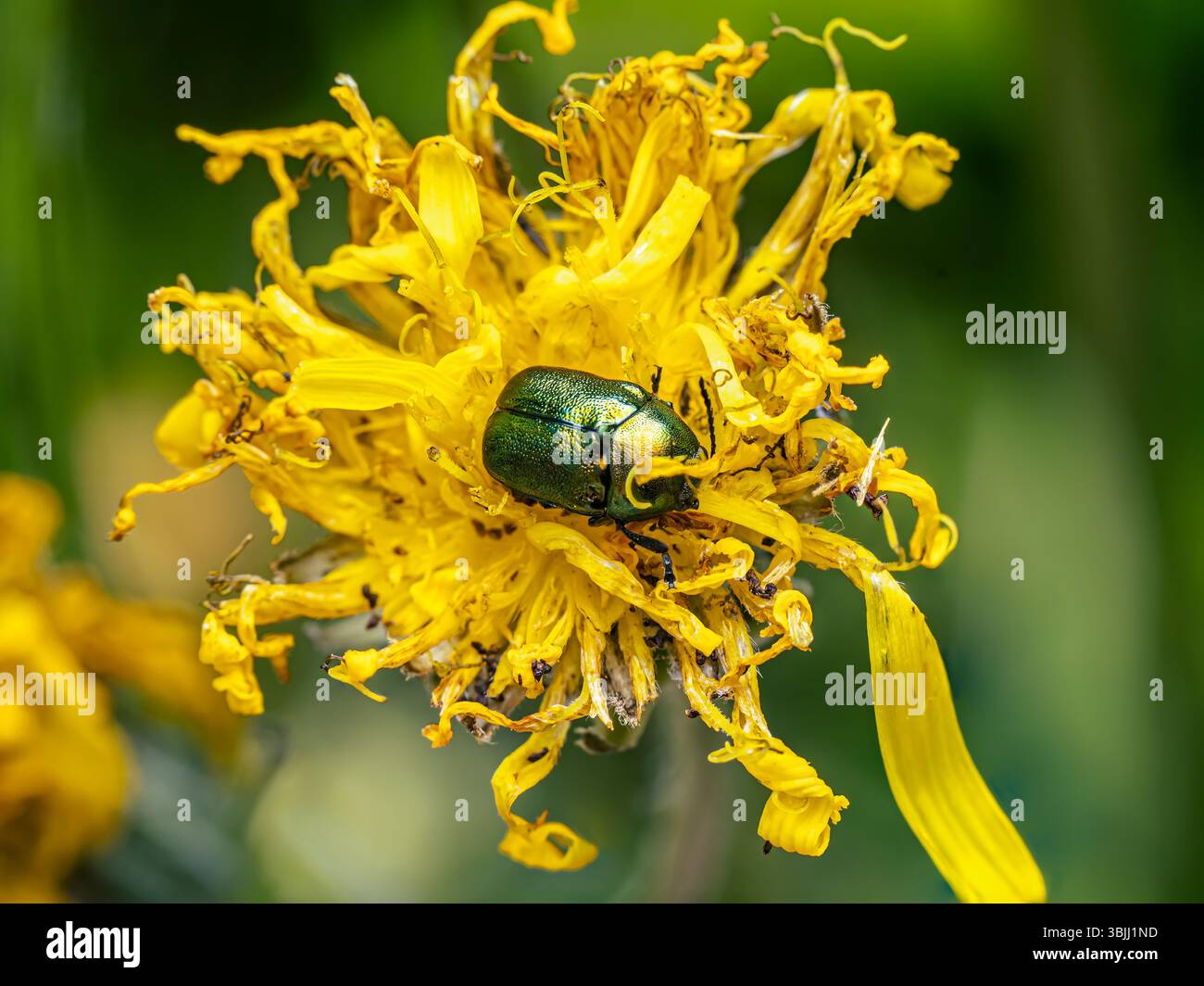 Vista macro dettagliata di uno scarabeo in rame Chafer seduto tra petali floreali gialli luminosi Foto Stock