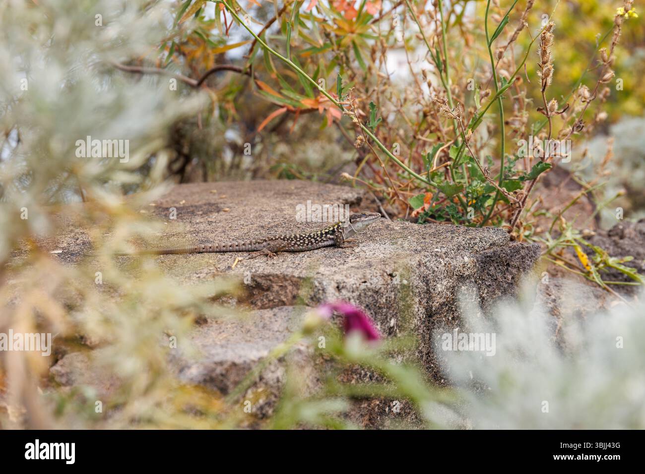 Primo piano di una lucertola Podarcis Siculus sull'isola di Stromboli Foto Stock