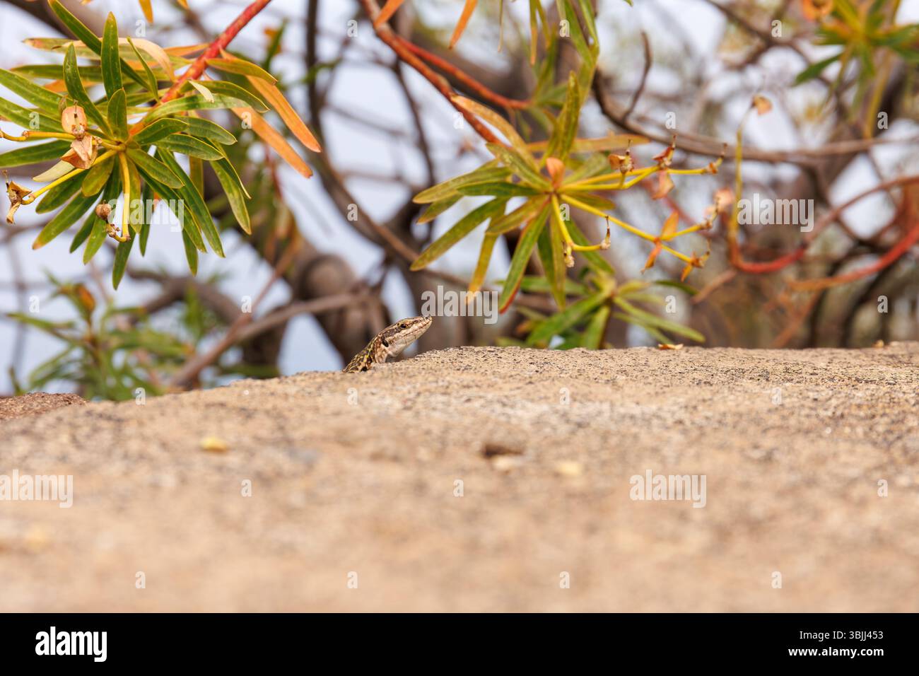 Primo piano di una lucertola Podarcis Siculus sull'isola di Stromboli Foto Stock