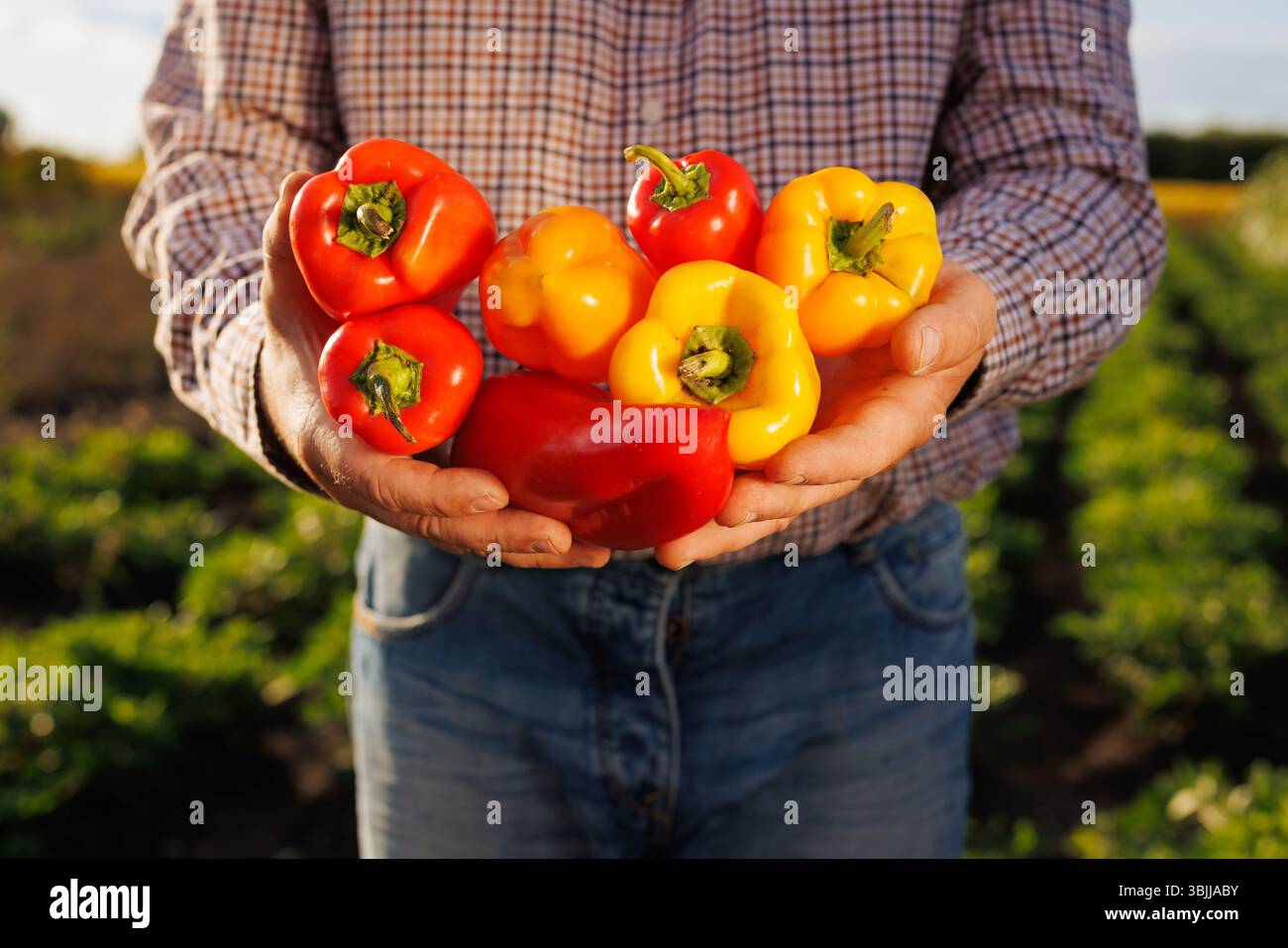 Agricoltore che detiene una varietà di peperoni colorati appena raccolti dal campo, simboleggiando l'agricoltura biologica e le verdure sane. Foto Stock